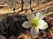 32 Helleborus niger (Elleboro) ancora in buona fioritura